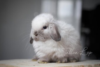 Minilop Králičci - TALLVALOP - 8