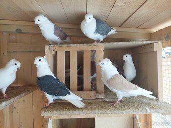 Holuby - staroněmecký racek - 8