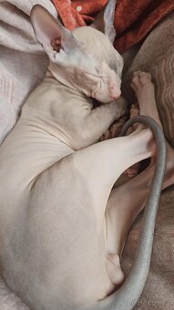 Koťátka Don sphynx bez PP - 8