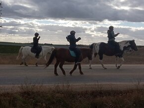 připouštění kvalitnimi plemeníky PAINT HORSE-HOMOZYGOT - 8