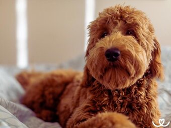 Goldendoodle F1 - 8