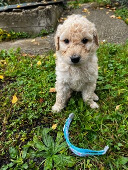 Goldendoodle šteniatka F2 - 8