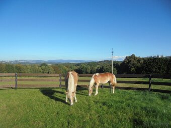 Prodám hafling klisnu s PP - 8