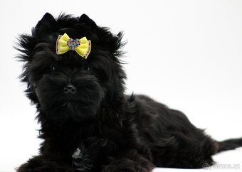 yorkshire terrier black s PP - 8