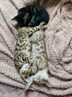 Bengálský Mink kocourek s PP - 8