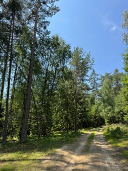 Prodám lesní pozemky v k.ú. Nesměň u Ločenic - 8