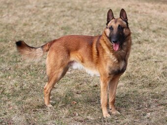 Belgický ovčák - Malinois - krásné fenky pouze s PP - 8