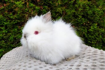 Zakrslý králík, králíček -(TEDDY)-ONDŘEJ A OTA - 8