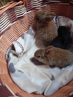 Prodám zakrslé králíčky - 8