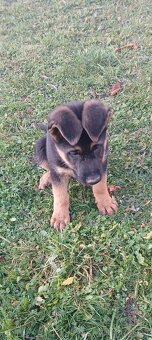 Německý ovčák-šťěně - 8