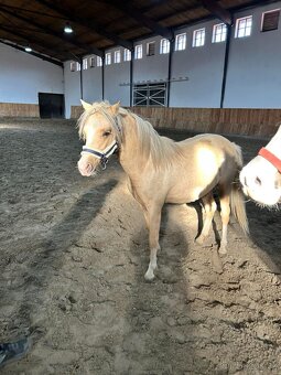 2,5letý valach WPB - 8