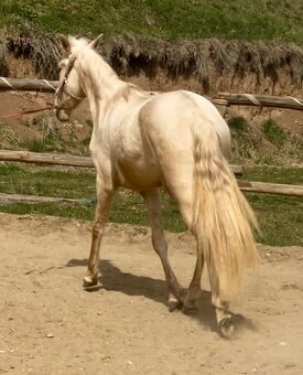 Lusitano klisna PSL v exkluzivní barvě palomino DUN - 8