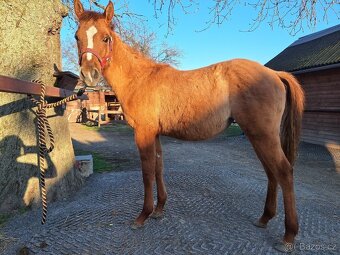 Roční klisna, kobylka AQH, QH, USA papíry - 8