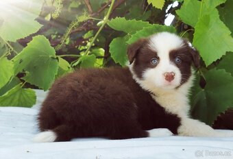 Border kolie , Collie , kolia - 8