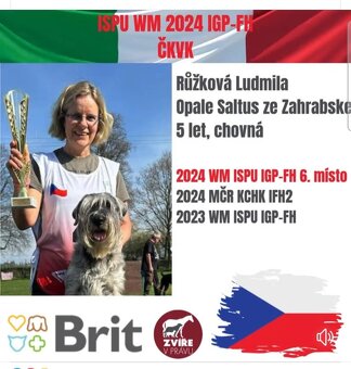 Knírač střední pepř a sůl - štěňata s PP - 8