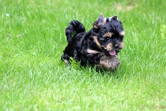 yorkshire terrier s PP(IHR) - 8