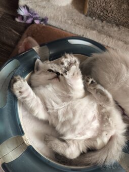 Ragdoll kocourek bez PP - 8