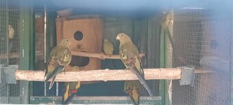 Prodám Penant červený straka, Papoušek Horský, Kakadu Růžový - 8