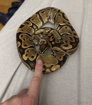 Krajta královská stáří 3 roky - 8