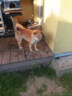 Daruji větší štěně Shiba inu - 8