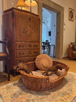 Rhodéský ridgeback s PP - 8