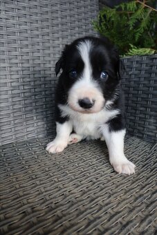 Štěňata Border kolie - 8