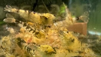 Sladkovodní krevety - 8