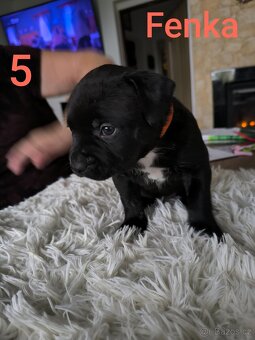 Štěňata Amerického stafordširskýho teriéra - 8