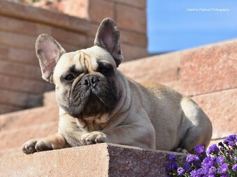 Francouzský buldoček s PP ( FCI ) - 8