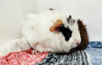 Morče, Morčata, Morčátko, Morčátka - GIGI A GINA - 8