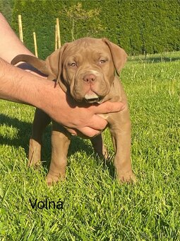 American Bully - 8