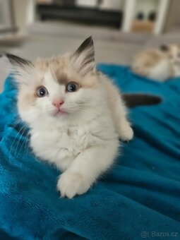 Ragdoll koťata - 8