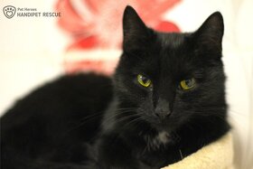 elegantní Arwen - kočka k adopci - 8