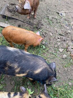Kune Kune - 8