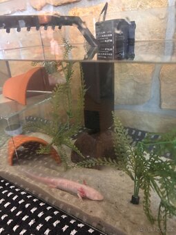 Axolotl - 8