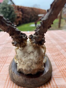 Prodám krásné parohy – dekorace, výroba, myslivost - 8