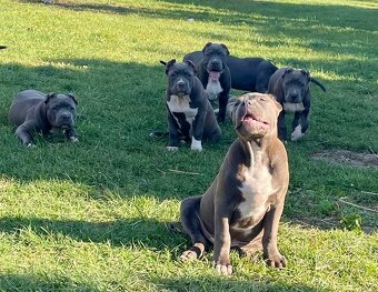 American Bully s PP - 8