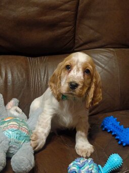 Anglický kokršpaněl barevný holky i kluci - 8