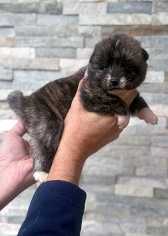 Akita Inu s průkazem původu (PP) - FCI & AKIHO - 8