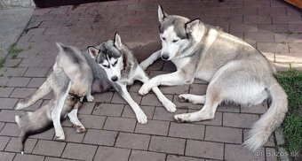 štěnátka Sibiřský Husky - 8