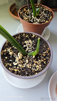 Monstera esqueleto - 8