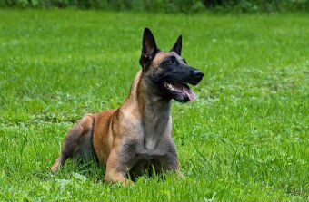 Belgický ovčák Malinois s PP - štěňata 8.týdnů - 8