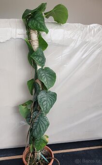 Monstera Dubia - 8