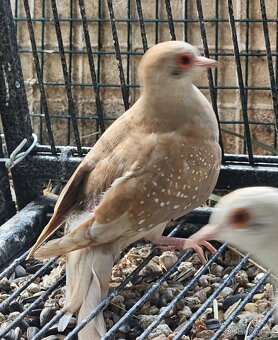 Agapornis růžohrdlý,Holoubek diamantový - 8