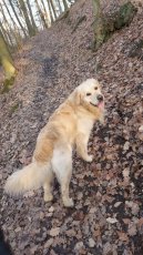 Možnost krytí. Zlatý retriever. - 8