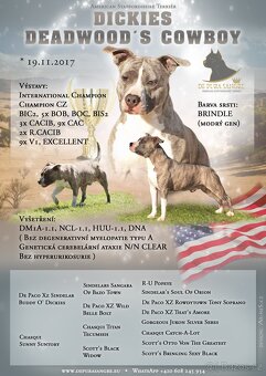 Americký stafordšírský teriér modrá št.s PP k rezervaci - 8