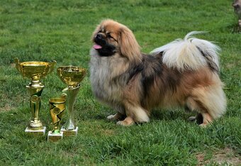 Tibetský španěl s průkazem původu - 8