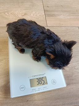 MIKRO YORK Yorkshire Terrier XXXS Neuvěřitelný WIDEO - 8