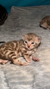 Bengálská koťata - 8