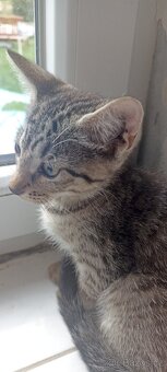 Po mamince kanadský sphynx, tatínek Evropan nabízíme kocourk - 8